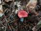 Erdei galambgomba (Russula silvestris), Zemplén